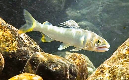 【2026年分】年間遊漁券 アユ釣り 女性・中学生以下の男性【tab0047】