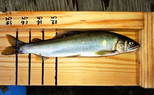 【2026年分】年間遊漁券 アユ釣り 男性【tab0046】