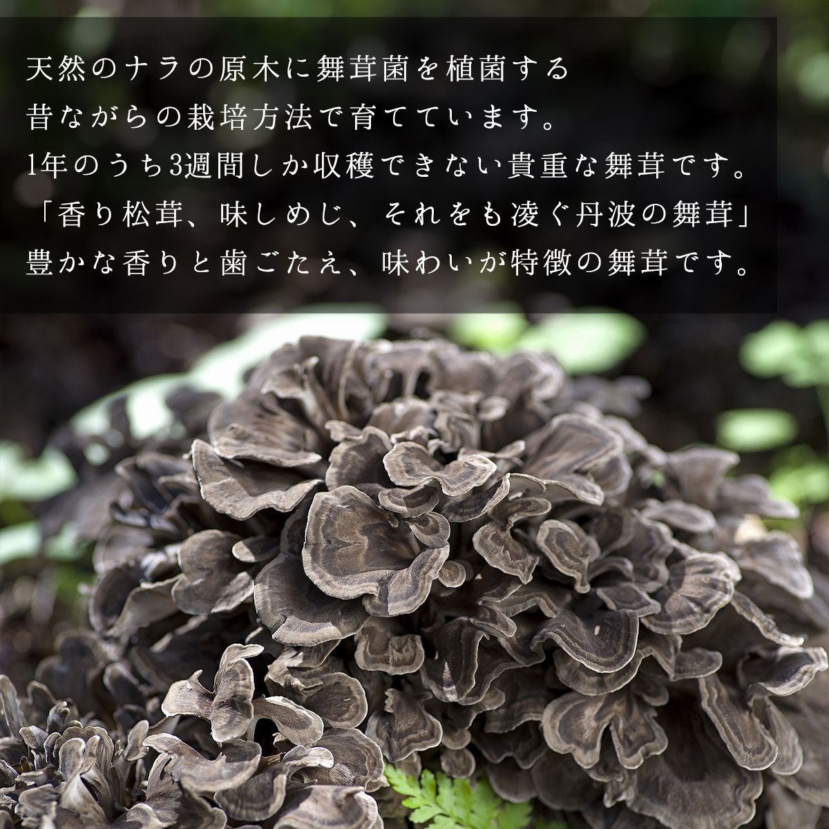 【先行予約】【2026年秋発送】丹波山村産原木舞茸500g+舞茸だし(8g x6袋)セット 2026年9月下旬より順次発送予定【tab0118】