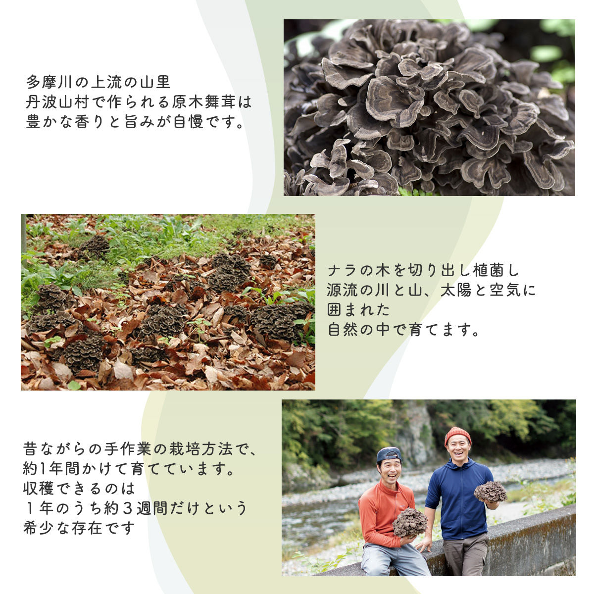 【先行予約】【2026年秋発送】丹波山村産原木舞茸500g+舞茸だし(8g x6袋)セット 2026年9月下旬より順次発送予定【tab0118】