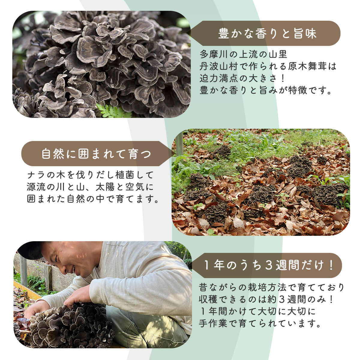 ãå
è¡äºçŽã䞹波山æç£åæšèèž500g+èèžäžæ§ã»ãã 2026幎9æäžæ¬ããé æ¬¡çºéäºå®ãtab0201ã