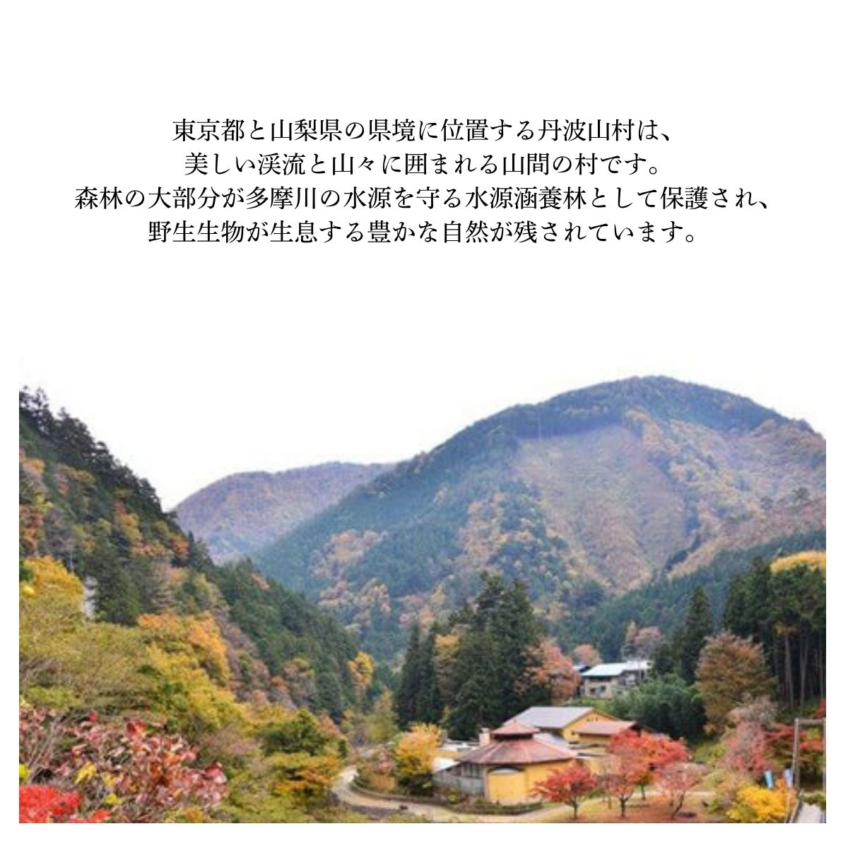 WolvesBrewing 丹波山クラフトビール 厳選IPA 3本セット/ ビール クラフトビール 地ビール 瓶ビール お酒 BBQ 宅飲み 家飲み 晩酌 飲み比べ ギフト プレゼント 贈り物 父の日【tab0222-03】