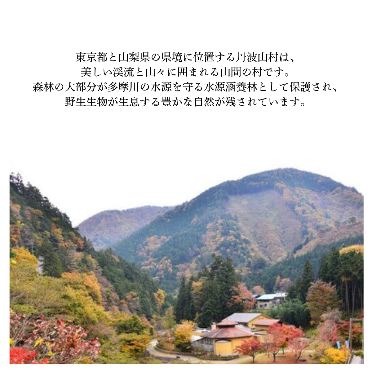 激辛国産青唐辛子味噌「けつっこわし」 【100ｇ×6本】辛くておいしい無添加合わせ味噌 辛いもの好き必見  美味 人気 癖になる旨さ 送料無料 山梨県 丹波山村【tab0223-206】