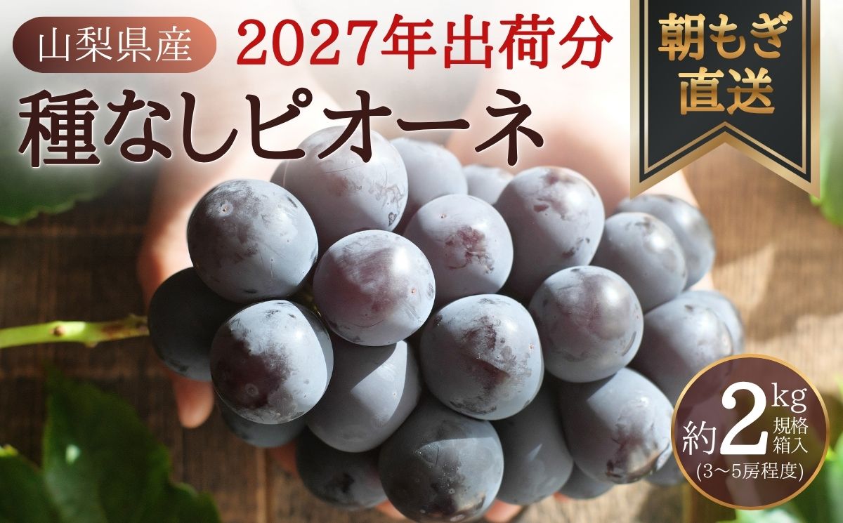 【2027年先行予約】朝もぎ直送！『 種なし ピオーネ 』 3～5房 約2kg規格箱入り フルーツ 果物 くだもの ぶどう ブドウ 葡萄 甘い 旬 新鮮 朝採れ ジューシー 種無し 山梨 歴史と伝統を受け継ぐ達人のこだわり葡萄【tab0183】