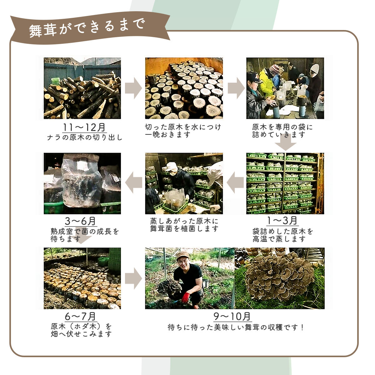 【2026年発送分先行予約】丹波山村産 原木舞茸 約1kg 2026年秋頃より順次発送予定 / 丹波山名産 希少 無農薬 無添加 舞茸 まいたけ マイタケ 原木栽培 きのこ キノコ 産地直送【tab0225-1000】