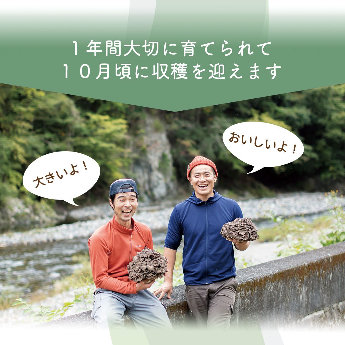 【2026年発送分先行予約】丹波山村産 原木舞茸 約1kg 2026年秋頃より順次発送予定 / 丹波山名産 希少 無農薬 無添加 舞茸 まいたけ マイタケ 原木栽培 きのこ キノコ 産地直送【tab0225-1000】