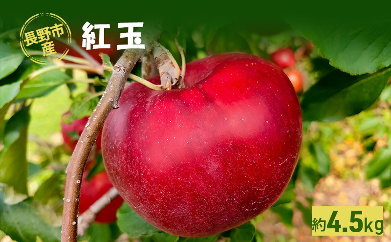 牧野果樹園　長野市産「紅玉」約4.5kg （18～22玉） |  りんご 紅玉 フルーツ 果物 人気 おすすめ ギフト プレゼント 送料無料 長野県 長野市 信州 信濃 ふるさと納税