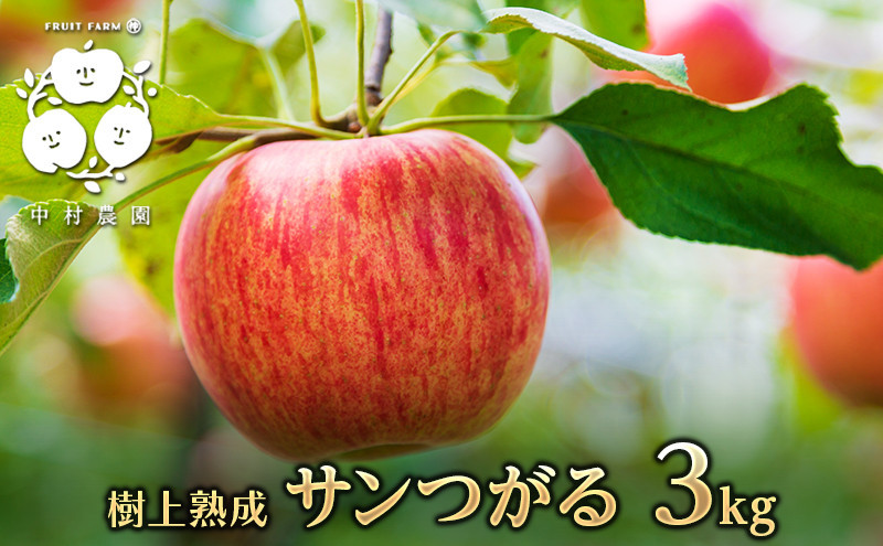 フルーツファーム中村農園　【8月下旬発送 先行予約】樹上熟成　サンつがる 3kg | りんご サンつがる 林檎 人気 おすすめ 果物 フルーツ 早生種 贈答用 ギフト 送料無料 長野県 長野市 信州 信濃 ふるさと納税
