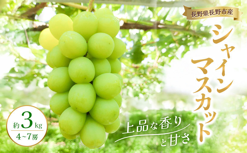 2026年産　長野県長野市産シャインマスカット 約3kg 4房～7房 シャイン マスカット 葡萄 ぶどう 果物 フルーツ 信州 |  シャイン マスカット 葡萄 ぶどう 果物 フルーツ 信州 ブドウ 人気 おすすめ 信州  送料無料  長野県 長野市 信州 信濃 ふるさと納税