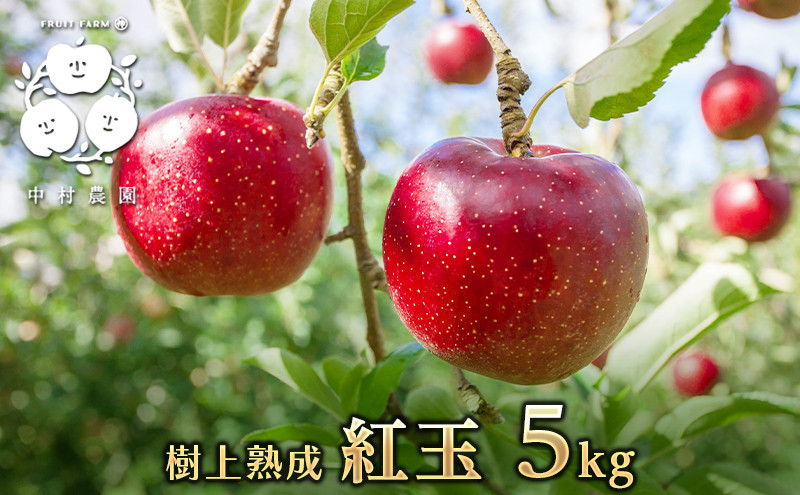 フルーツファーム中村農園　【9月下旬発送 先行予約】樹上熟成　紅玉 5kg |  りんご 紅玉 林檎 人気 おすすめ 果物 フルーツ 赤いりんご アップルパイ 製菓用 加工用 送料無料 長野県 長野市 信州 信濃 ふるさと納税