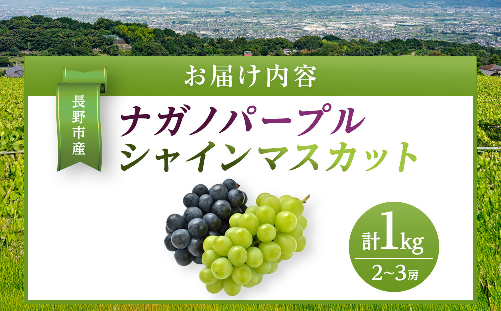 金オ岡村青果株式会社　長野市産 ナガノパープル＆シャインマスカット詰合せ１kg【2026年9月以降出荷分】フルーツ ぶどう 葡萄 果物 人気 種なし 新鮮 期間限定 令和8年 2026年発送 |  シャインマスカット ぶどう フルーツ 果物 人気 おすすめ ギフト プレゼント 送料無料 長野県 長野市 信州 信濃 ふるさと納税
