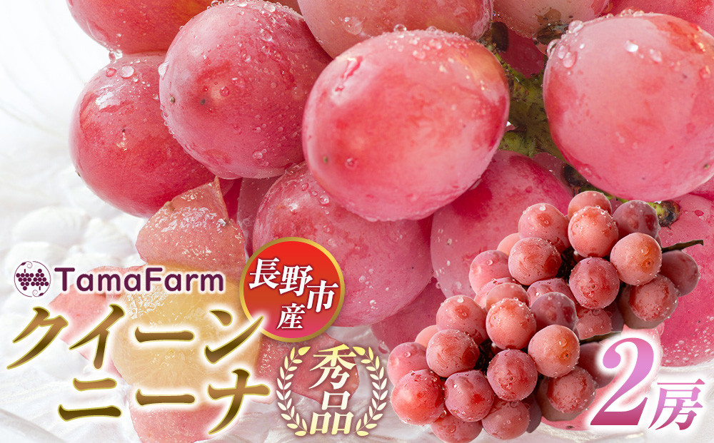 タマファーム　長野市産 クイーンニーナ 【秀品】2房 |  クイーンニーナ ぶどう 葡萄 フルーツ 果物 タマファーム 人気 おすすめ  送料無料  長野県 長野市 信州 信濃 ふるさと納税