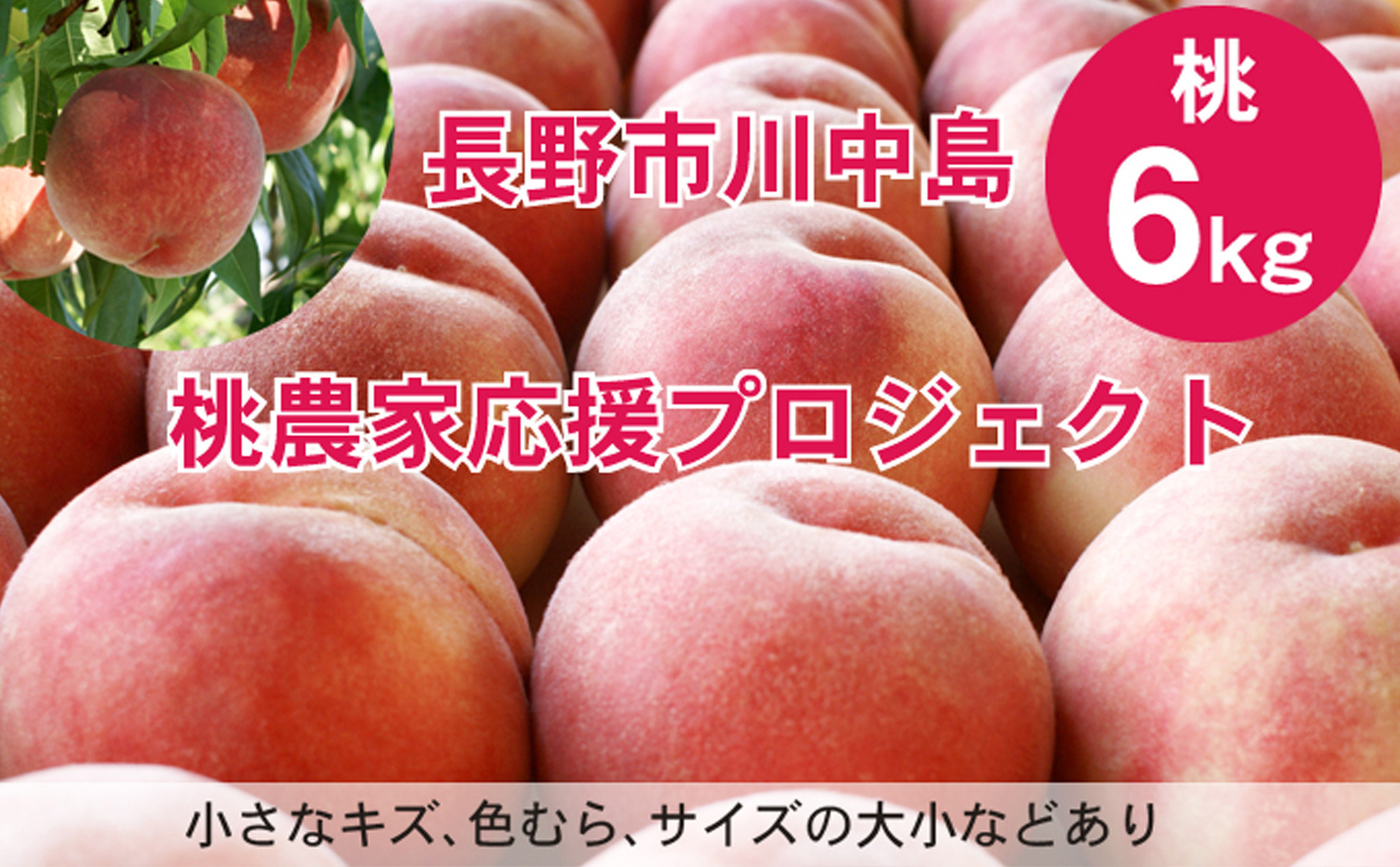 【先行予約】桃6kg(長野市川中島の桃農家を応援プロジェクト)【2026年7月下旬以降出荷分】 | 桃 フルーツ 果実  人気 おすすめ ギフト プレゼント 送料無料 長野県 長野市 信州 信濃 ふるさと納税