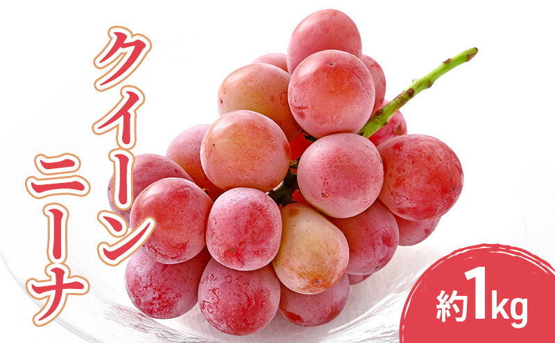 小松農園　2026年産先行予約クイーンニーナ 1kg 果物 フルーツ ぶどう 長野県 |  ぶどう フルーツ 果物 人気 おすすめ ギフト プレゼント 送料無料 長野県 長野市 信州 信濃 ふるさと納税