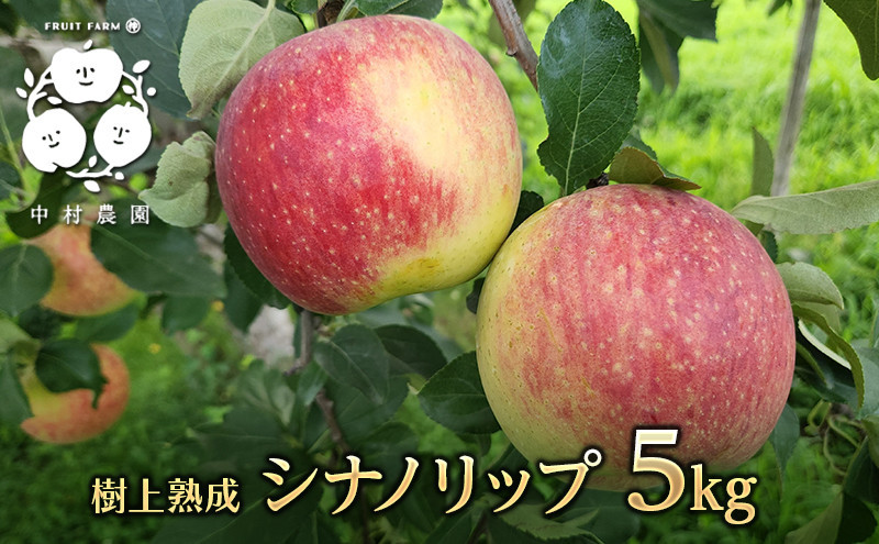フルーツファーム中村農園　【8月中旬発送 先行予約】樹上熟成　シナノリップ 5kg | りんご シナノリップ  信州 林檎 果物 フルーツ 夏りんご 人気 おすすめ   ギフト 家庭用 送料無料 長野県 長野市 信州 信濃 ふるさと納税