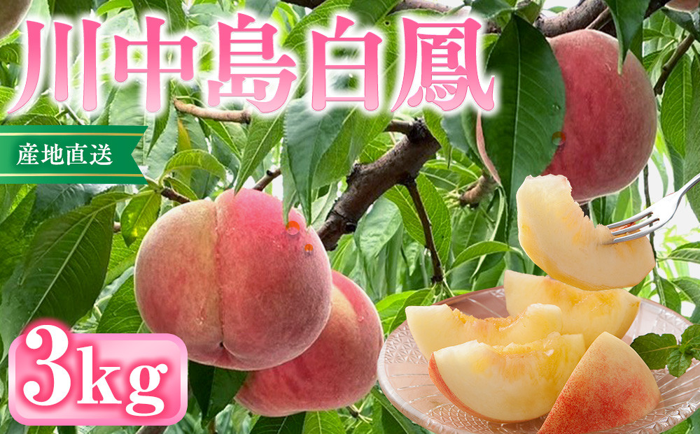 前島農家　川中島白鳳約3kg（8個～12個） |  桃 フルーツ 果物 旬 人気 おすすめ ギフト プレゼント 送料無料 長野県 長野市 信州 信濃 ふるさと納税