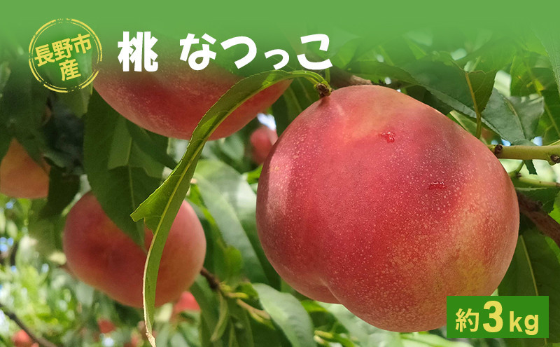 牧野果樹園　長野市産桃「なつっこ」約3kg(8~10個） |  桃 フルーツ 果物 人気 おすすめ ギフト プレゼント 送料無料 長野県 長野市 信州 信濃 ふるさと納税