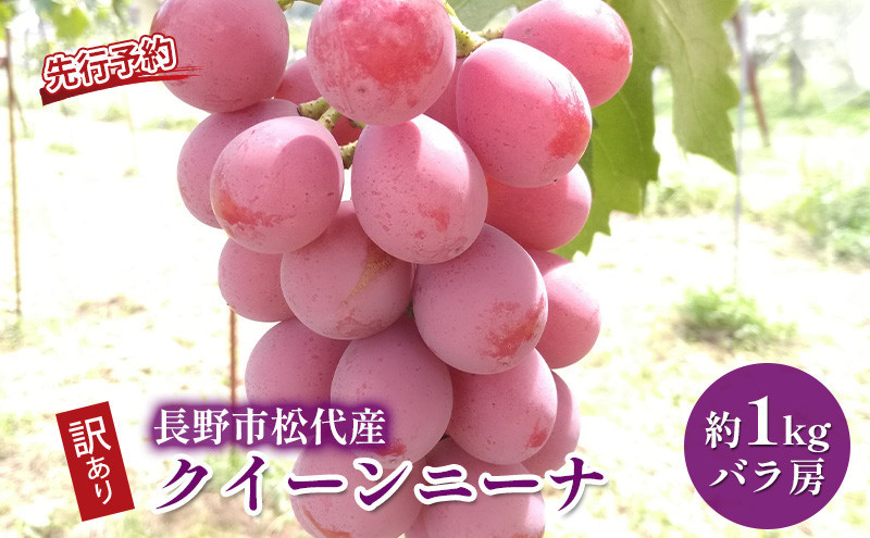 高野農園　ぶどう  長野市松代産 訳ありクイーンニーナ 約1kg バラ房 葡萄 ブドウ 果物 フルーツ デザート おやつ TAKANO農園 信州 果物類 マスカット ギフト 手土産 |  クイーンニーナ 人気 おすすめ 産地直送  送料無料  長野県 長野市 信州 信濃 ふるさと納税