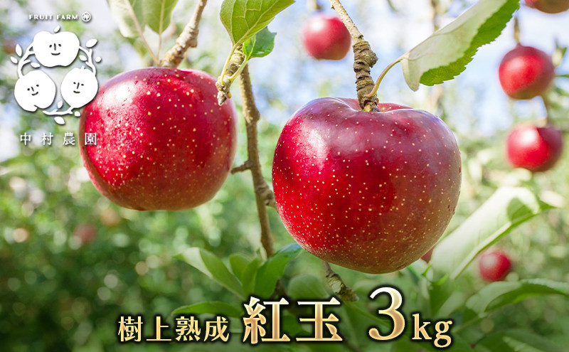 フルーツファーム中村農園　【9月下旬発送 先行予約】樹上熟成　紅玉 3kg |  りんご 紅玉 林檎 人気 おすすめ 果物 フルーツ 赤いりんご アップルパイ 製菓用 加工用 送料無料 長野県 長野市 信州 信濃 ふるさと納税
