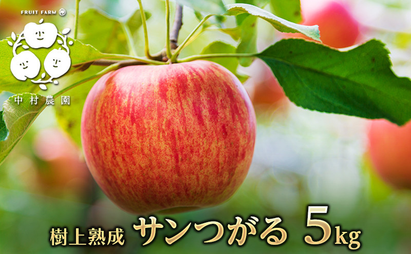 フルーツファーム中村農園　【8月下旬発送 先行予約】樹上熟成　サンつがる 5kg |  りんご サンつがる 林檎 人気 おすすめ 果物 フルーツ 早生種 贈答用 ギフト 送料無料 長野県 長野市 信州 信濃 ふるさと納税