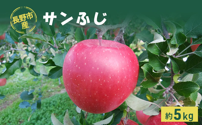 牧野果樹園　長野市産「サンふじ」約5kg（10～18玉） |  りんご フルーツ 果物 林檎 リンゴ アップル くだもの サンふじ 人気  おすすめ ギフト プレゼント 送料無料 長野県 長野市 信州 信濃 ふるさと納税