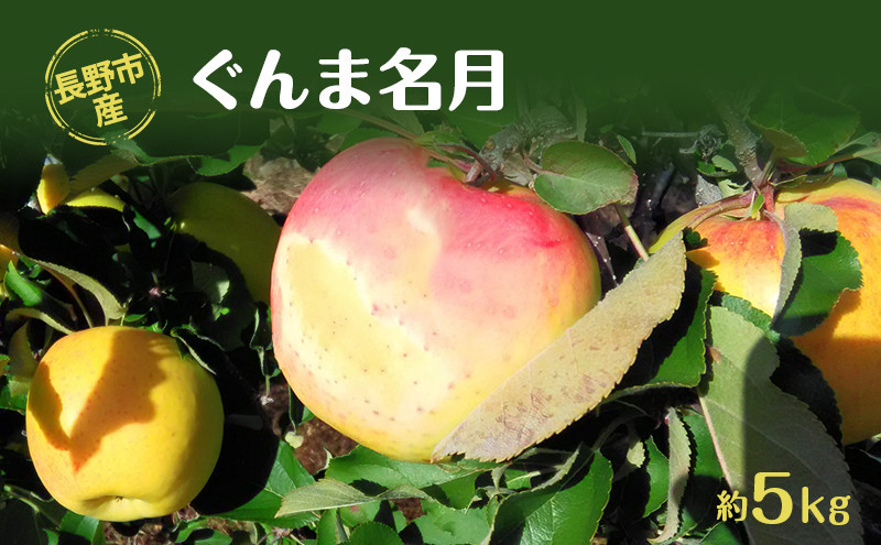 牧野果樹園　長野市産「ぐんま名月」約5kg（12-18玉） |  りんご ぐんま名月 フルーツ 果物 林檎 リンゴ アップル くだもの 人気  おすすめ ギフト プレゼント 送料無料 長野県 長野市 信州 信濃 ふるさと納税