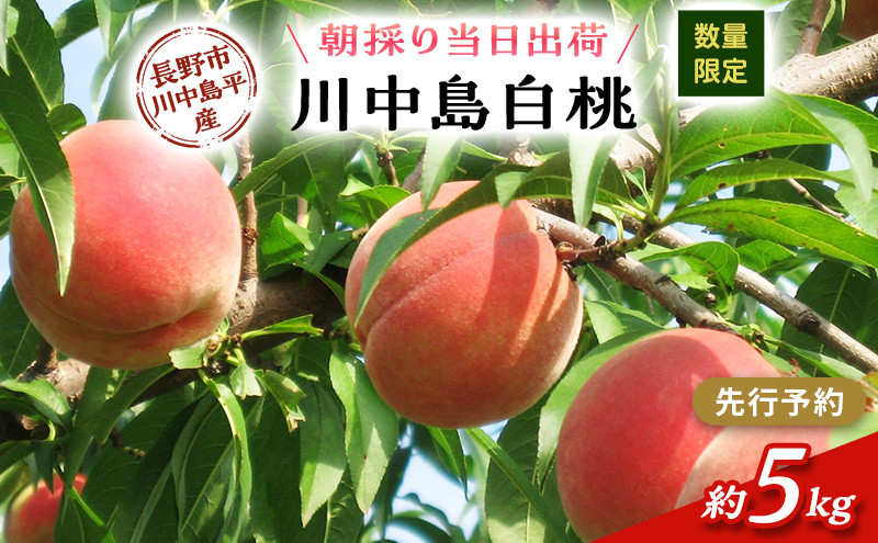 牧野果樹園　川中島白桃約５kg（10～16玉） | 桃 フルーツ 果実  人気 おすすめ ギフト プレゼント 送料無料 長野県 長野市 信州 信濃 ふるさと納税