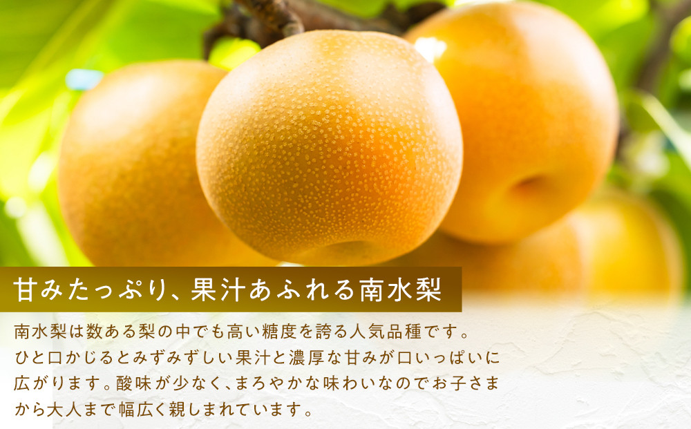 南水梨(約3kg:6玉～12玉)【2026年9月中旬以降発送予定】(さらしな青果)果物 くだもの フルーツ 旬 梨 なし ナシ 長野県 家庭用 訳あり |  梨 南水梨 オリジナル 長野県産 人気 おすすめ なし ナシ フルーツ 果物 ジューシー シャキシャキ 訳あり 家庭用 長野県 長野市 信州 信濃 ふるさと納税
