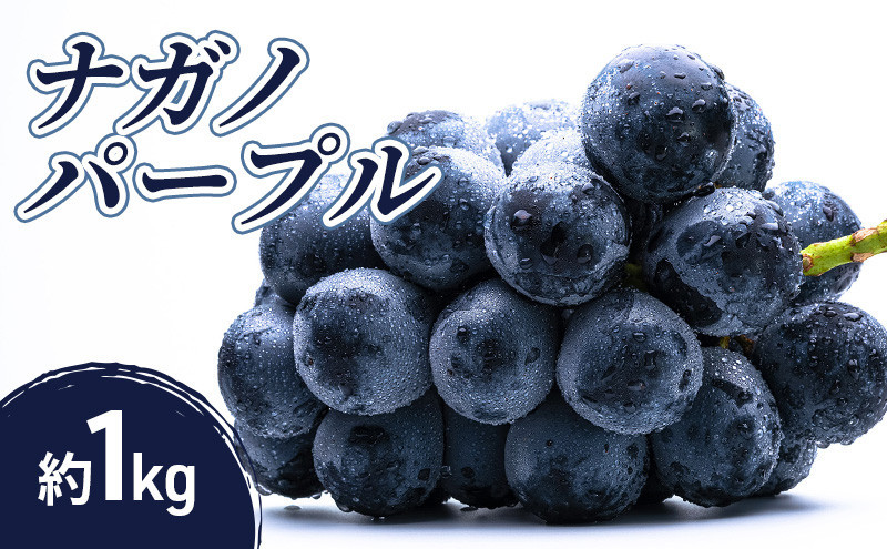小松農園　2026年産先行予約ナガノパープル 1kg 果物 フルーツ ぶどう 長野県 |  ぶどう フルーツ 果物 人気 おすすめ ギフト プレゼント 送料無料 長野県 長野市 信州 信濃 ふるさと納税