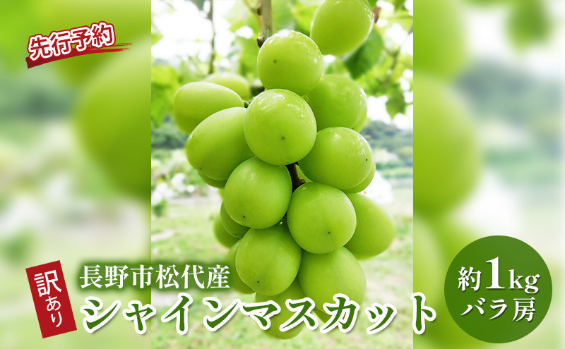高野農園　長野市松代産 訳ありシャインマスカット 約1kg（バラ房） | 訳あり 葡萄 ぶどう ブドウ フルーツ 果物 シャインマスカット 人気 おすすめ 果物 長野県 長野市 信州 信濃 ふるさと納税