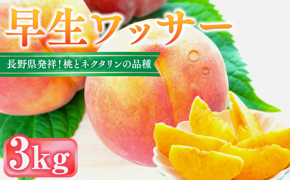 前島農家　早生ワッサー約3kg（12個～13個） |  桃 フルーツ 果物 旬 人気 おすすめ ギフト プレゼント 送料無料 長野県 長野市 信州 信濃 ふるさと納税