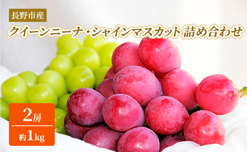 本気農場いけだ　シャインマスカット・クイーンニーナ詰合せ1kg【2026年9月下旬以降の出荷分】 |  シャインマスカット ぶどう フルーツ 果物 人気 おすすめ ギフト プレゼント 送料無料 長野県 長野市 信州 信濃 ふるさと納税