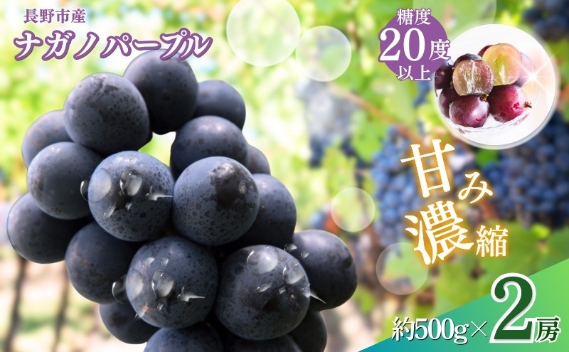 おかべ農園　長野市産 ナガノパープル（贈答用）2房【2026年9月上旬頃発送予定】 | フルーツ 果物 ナガノパープル 葡萄 ブドウ ぶどう 人気 おすすめ ギフト 長野県 長野市 信州 信濃 ふるさと納税