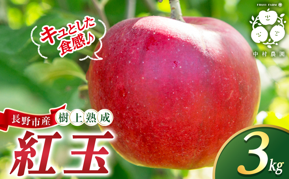 フルーツファーム中村農園　【9月中旬発送 先行予約】樹上熟成　紅玉 3kg |  りんご 紅玉 林檎 人気 おすすめ 果物 フルーツ 赤いりんご アップルパイ 製菓用 加工用 送料無料 長野県 長野市 信州 信濃 ふるさと納税