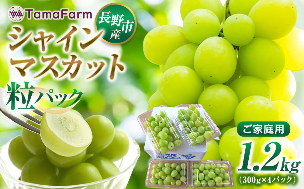 タマファーム　長野市産 シャインマスカット 粒パック ご家庭用 1.2kg（300g×4パック） |  シャインマスカット ぶどう 葡萄 フルーツ 果物 家庭用 人気 おすすめ タマファーム 直送   送料無料 長野県 長野市 信州 信濃 ふるさと納税