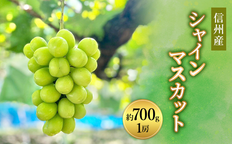 信州峰ファーム　信州産シャインマスカット約700g（1房）2026年9月初旬から10月中旬発送 | シャインマスカット  大粒 皮ごと 特大 信州産 人気 おすすめ ぶどう フルーツ 果物  送料無料 長野県 長野市 信州 信濃 ふるさと納税