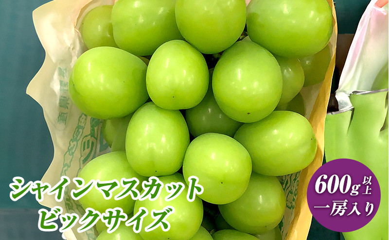 2026年産 ぶどう  長野市産 シャインマスカット ビックサイズ 一房入り 600g以上 葡萄 ブドウ 果物 フルーツ デザート おやつ 信州 大房 大粒 上品な香り |  ぶどう シャインマスカット 大房 大粒 人気 おすすめ 葡萄 ブドウ 果物 フルーツ デザート おやつ ビックサイズ 大粒 上品 香り 産地直送 ギフト プレゼント 長野県 長野市 信州 信濃 ふるさと納税