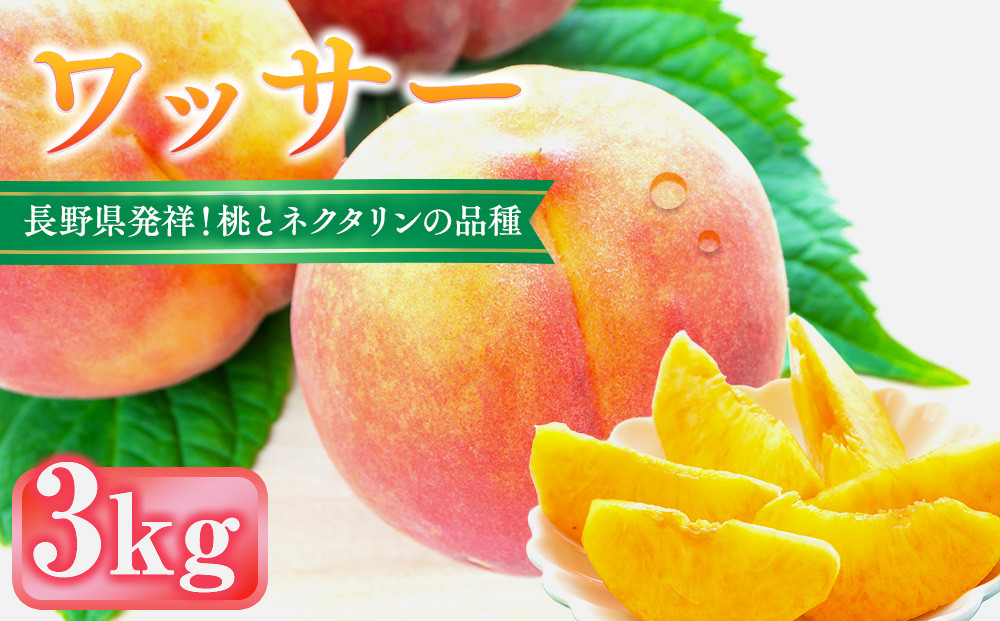前島農家　ワッサー約3kg（9個～12個） |  桃 フルーツ 果物 旬 人気 おすすめ ギフト プレゼント 送料無料 長野県 長野市 信州 信濃 ふるさと納税