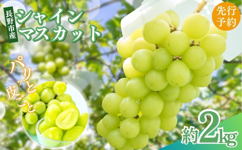 矢島農園　 長野市産 シャインマスカット2kg(2～6房)【2026年9月下旬頃～発送予定】 |  シャインマスカット ぶどう フルーツ 果物 人気 おすすめ ギフト プレゼント 送料無料 長野県 長野市 信州 信濃 ふるさと納税