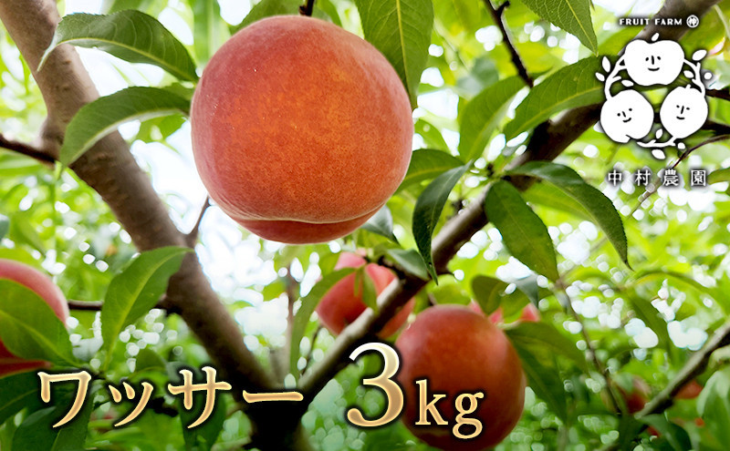 フルーツファーム中村農園　【8月下旬発送 先行予約】ワッサー 3kg |  ワッサー 桃 ネクタリン プラム 大玉  人気 おすすめ 果物 フルーツ 旬 希少品種 贈答用 ギフト 送料無料 長野県 長野市 信州 信濃 ふるさと納税