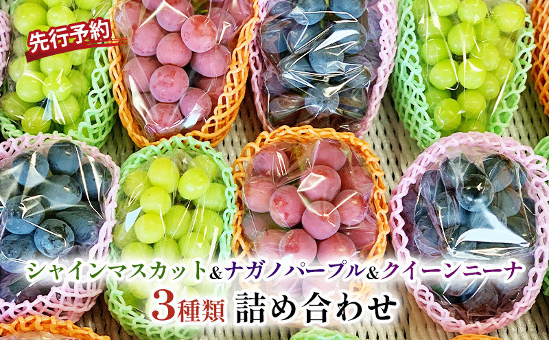 おかべ農園　長野市産 ぶどう3種類の詰合せ(ナガノパープル・シャインマスカット・クイーンニーナ) 贈答用【2026年9月下旬頃発送予定】 | ナガノパープル シャインマスカット クイーンニーナ フルーツ ぶどう ブドウ 葡萄 詰合せ 人気 おすすめ 果物 ギフト  長野県 長野市 信州 信濃 ふるさと納税