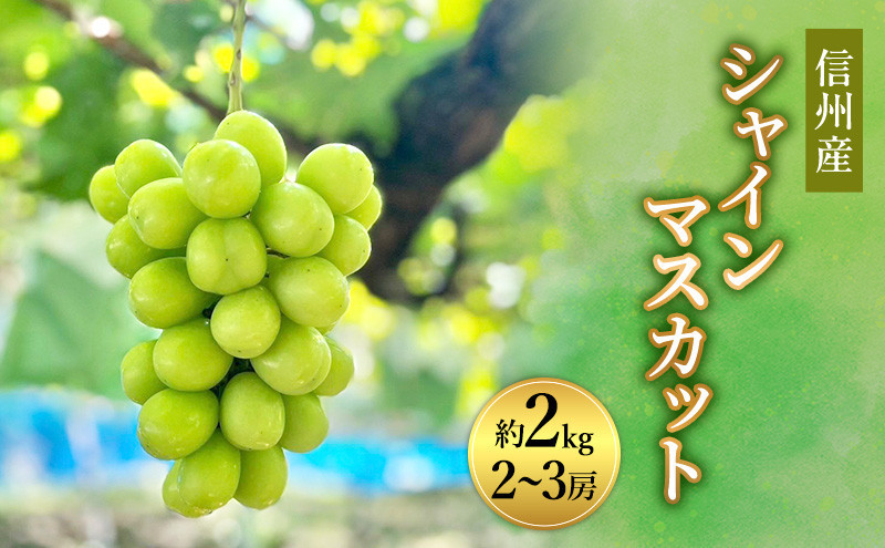 信州峰ファーム　信州産シャインマスカット約2kg（2～4房）2026年9月初旬から10月中旬発送 | シャインマスカット 大粒 皮ごと 特大 信州産 人気 おすすめ ぶどう フルーツ 果物  送料無料 長野県 長野市 信州 信濃 ふるさと納税