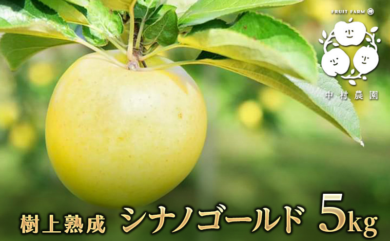 フルーツファーム中村農園　【10月中旬発送 先行予約】樹上熟成　シナノゴールド 5kg |  りんご シナノゴールド 林檎 人気 おすすめ 果物 フルーツ 黄色いりんご 贈答用 ギフト 送料無料 長野県 長野市 信州 信濃 ふるさと納税