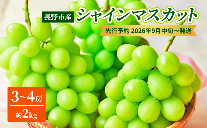 本気農場いけだ　長野市産シャインマスカット3～4房（約2kg）【2026年9月中旬以降の出荷分】 |  シャインマスカット ぶどう フルーツ 果物 人気 おすすめ ギフト プレゼント 送料無料 長野県 長野市 信州 信濃 ふるさと納税