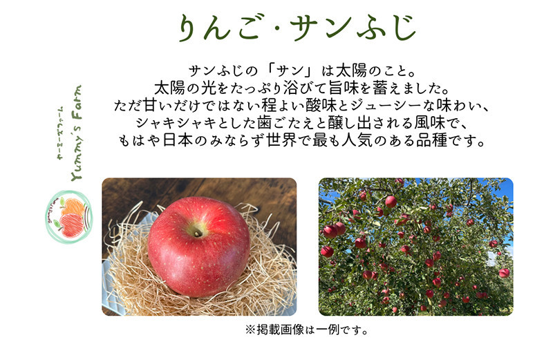 ヤーミーズファーム　生産農家直送 人にやさしい 長沼りんご・サンふじ10kg（訳ありご家庭用） |  りんご 林檎 フルーツ 果物 サンふじ 訳あり 家庭用 長沼 農園 おすすめ 人気 送料無料 長野県 長野市 信州 信濃 ふるさと納税