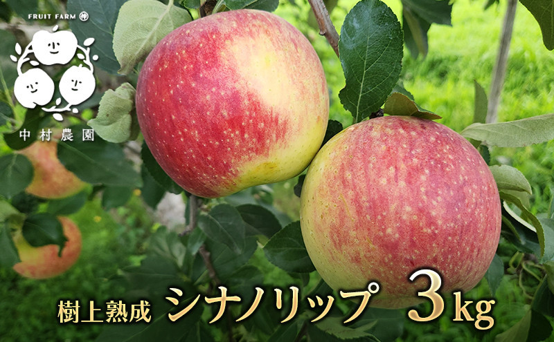 フルーツファーム中村農園　【8月中旬発送 先行予約】樹上熟成　シナノリップ 3kg |  りんご シナノリップ  信州 林檎 果物 フルーツ 夏りんご 人気 おすすめ   ギフト 家庭用 送料無料 長野県 長野市 信州 信濃 ふるさと納税