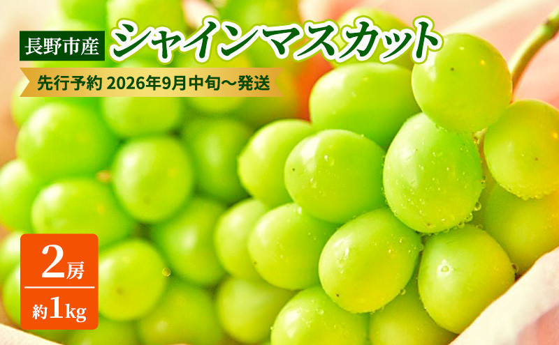 本気農場いけだ　長野市産シャインマスカット2房（約1kg）【2026年9月中旬以降の出荷分】 |  シャインマスカット ぶどう フルーツ 果物 人気 おすすめ ギフト プレゼント 送料無料 長野県 長野市 信州 信濃 ふるさと納税