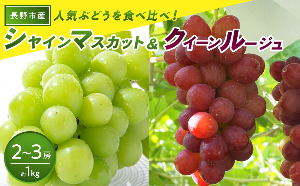長野市産 クイーンルージュ(R)＆シャインマスカット 1kg【2026年9月中旬以降出荷分】 |  ぶどう クイーンルージュ 希少 シャインマスカット 人気 おすすめ 葡萄 ブドウ フルーツ 果物 食べ比べ 皮ごと 種なし 糖度 ギフト プレゼント 長野県 長野市 信州 信濃 ふるさと納税