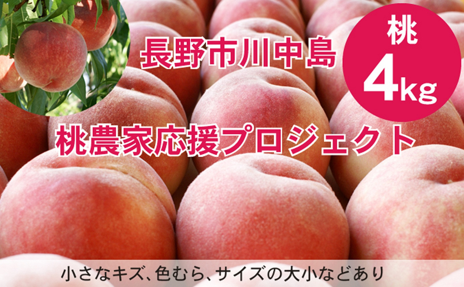 【先行予約】桃4kg(長野市川中島の桃農家を応援プロジェクト)【2026年7月下旬以降出荷分】 | 桃 フルーツ 果実  人気 おすすめ ギフト プレゼント 送料無料 長野県 長野市 信州 信濃 ふるさと納税