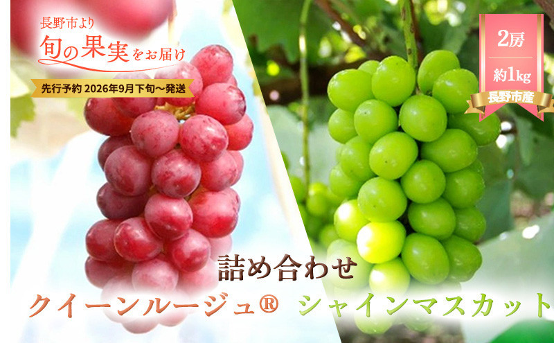本気農場いけだ　シャインマスカット・クイーンルージュ詰合せ1kg【2026年9月下旬以降の出荷分】 |  シャインマスカット ぶどう フルーツ 果物 人気 おすすめ ギフト プレゼント 送料無料 長野県 長野市 信州 信濃 ふるさと納税